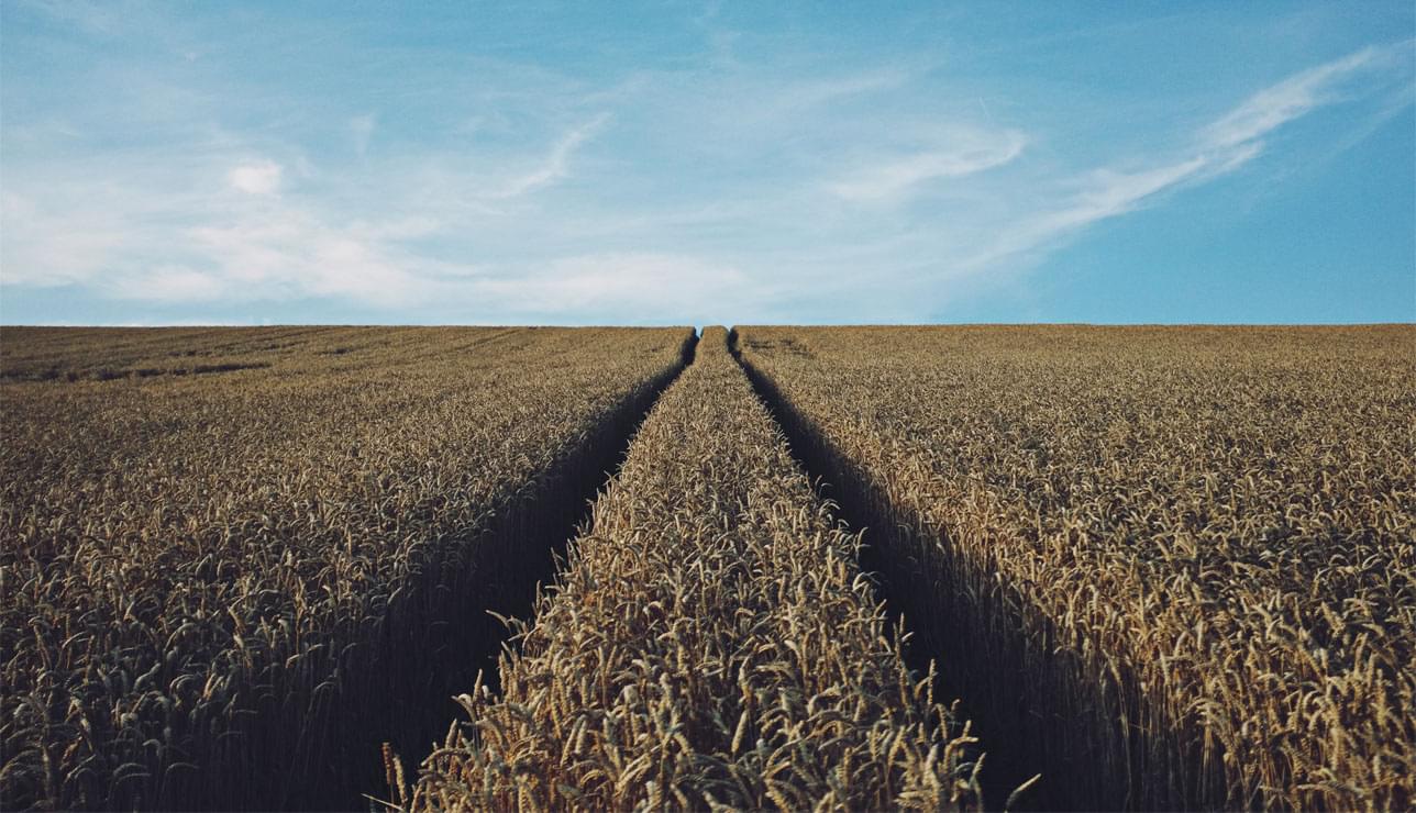 В помощь аграриям: автоматизация растениеводства повысит рентабельность сельхозпроизводства на 15–20%